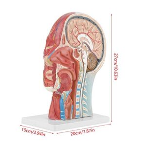 Brain Model Anatomical Medical Scientific Education Human Head Brain Neck Median Section Study Model with Muscular Vascular Internal Structure