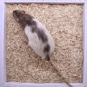 MiceDirect 15 Large Rats: Fresh Fast Frozen Food for Corn Snakes, Ball Pythons, Lizards