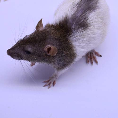 MiceDirect 15 Large Rats: Fresh Fast Frozen Food for Corn Snakes, Ball Pythons, Lizards