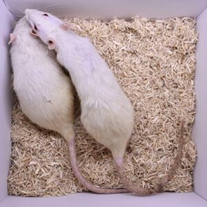 MiceDirect 15 Large Rats: Fresh Fast Frozen Food for Corn Snakes, Ball Pythons, Lizards