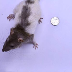 MiceDirect 15 Large Rats: Fresh Fast Frozen Food for Corn Snakes, Ball Pythons, Lizards