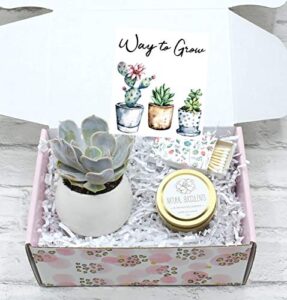 new job gift, congratulations gift, way to grow, job promotion gift, co (xfb6)