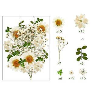 Nuanchu 81 Pcs White Dried Flowers Dried Pressed Flowers Leaves Natural Pressed Flowers White Pressed Flowers Larkspur Gypsophila for Resin Jewelry Scrapbooking Art Floral Decorations (White)