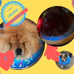 Dog Donut Collar | Great Alternative to a Traditional Dog Cone or a Soft Dog Cone Collar | Our Inflatable Dog Cone is an Excellent Cone for Dogs After Surgery | Dog Cones for Large Dogs (Blue)