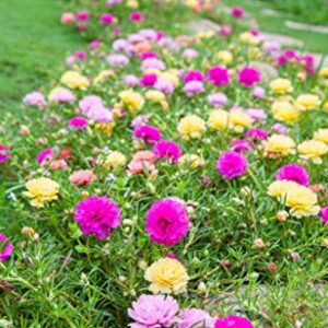 hua xian zi,Moss Rose (Portulaca Grandiflora) Mixed Colors 10000+ Fresh Seeds