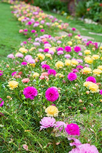 hua xian zi,Moss Rose (Portulaca Grandiflora) Mixed Colors 10000+ Fresh Seeds