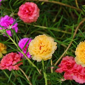 hua xian zi,Moss Rose (Portulaca Grandiflora) Mixed Colors 10000+ Fresh Seeds