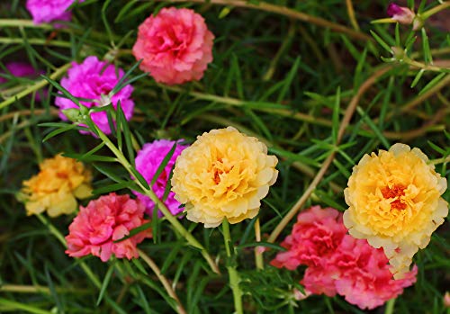 hua xian zi,Moss Rose (Portulaca Grandiflora) Mixed Colors 10000+ Fresh Seeds