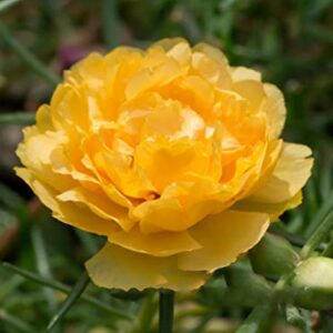 hua xian zi,Moss Rose (Portulaca Grandiflora) Mixed Colors 10000+ Fresh Seeds