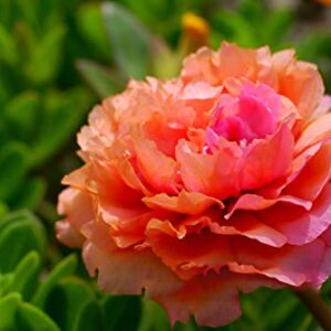 hua xian zi,Moss Rose (Portulaca Grandiflora) Mixed Colors 10000+ Fresh Seeds