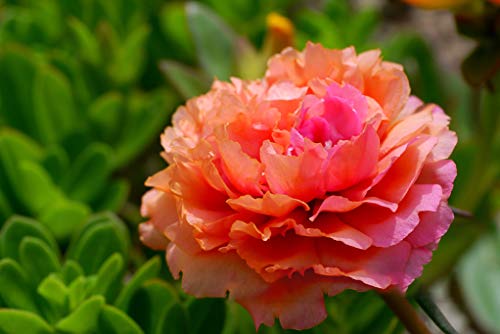 hua xian zi,Moss Rose (Portulaca Grandiflora) Mixed Colors 10000+ Fresh Seeds