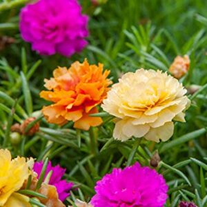 hua xian zi,Moss Rose (Portulaca Grandiflora) Mixed Colors 10000+ Fresh Seeds