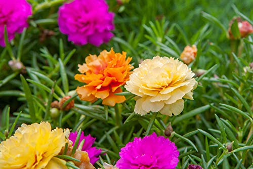 hua xian zi,Moss Rose (Portulaca Grandiflora) Mixed Colors 10000+ Fresh Seeds