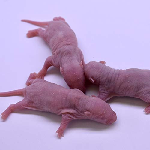 MiceDirect- 100 Rat Pinkies- Fresh Fast Frozen Pinky Food Feeders for Adult Corn Snake Monitor Lizard Pet Reptiles