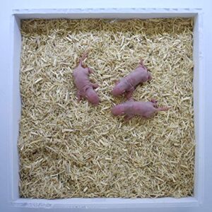 MiceDirect- 100 Rat Pinkies- Fresh Fast Frozen Pinky Food Feeders for Adult Corn Snake Monitor Lizard Pet Reptiles