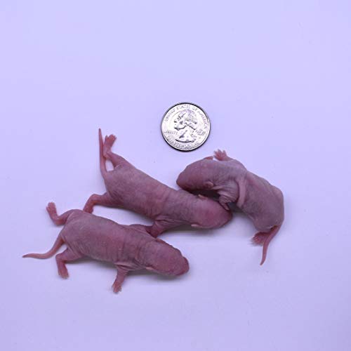 MiceDirect- 100 Rat Pinkies- Fresh Fast Frozen Pinky Food Feeders for Adult Corn Snake Monitor Lizard Pet Reptiles