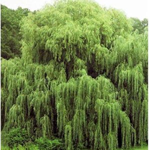 2 Golden Weeping Willow Trees - Ready to Plant - Live Plants - Beautiful Arching Canopy