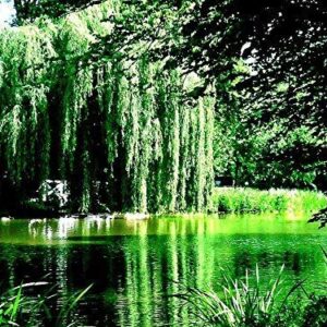 2 Golden Weeping Willow Trees - Ready to Plant - Live Plants - Beautiful Arching Canopy