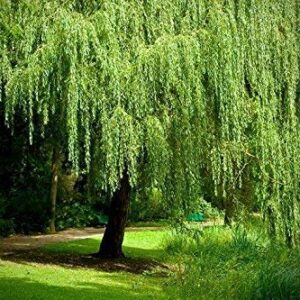 2 Golden Weeping Willow Trees - Ready to Plant - Live Plants - Beautiful Arching Canopy