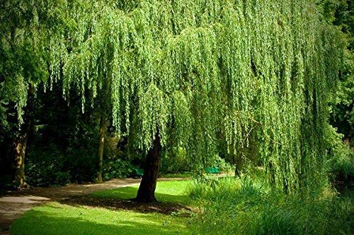 2 Golden Weeping Willow Trees - Ready to Plant - Live Plants - Beautiful Arching Canopy