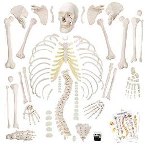 2023 newest human model of skeleton for anatomy 67“ high with 200+ bones structures,scientific disarticulated human model of skeleton bundle for anatomy, full size male skeleton models with poster,skull, bones, articulated hand & foot