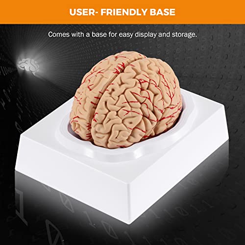 BEAMNOVA Human Brain Model for Teaching Neuroscience with Vessels Life Size Anatomy Model for Learning Science Classroom Study Display Medical Model