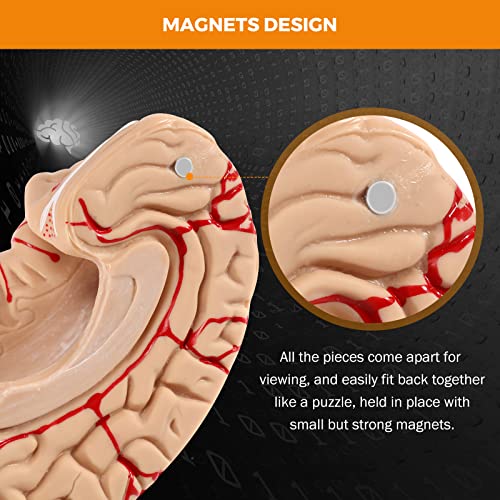 BEAMNOVA Human Brain Model for Teaching Neuroscience with Vessels Life Size Anatomy Model for Learning Science Classroom Study Display Medical Model