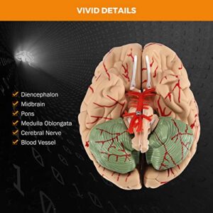 BEAMNOVA Human Brain Model for Teaching Neuroscience with Vessels Life Size Anatomy Model for Learning Science Classroom Study Display Medical Model