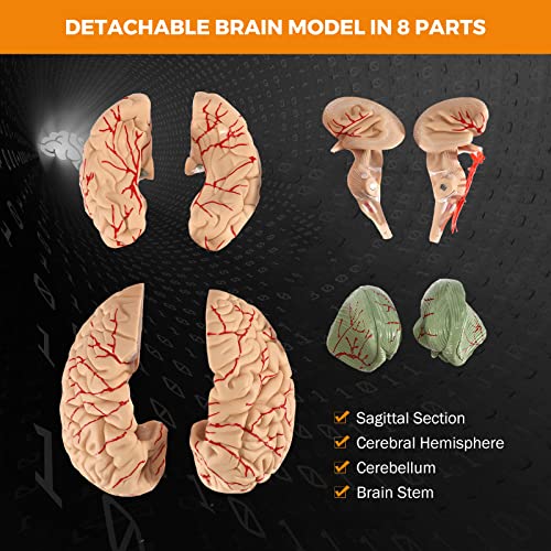 BEAMNOVA Human Brain Model for Teaching Neuroscience with Vessels Life Size Anatomy Model for Learning Science Classroom Study Display Medical Model