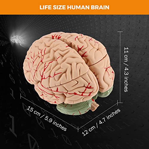 BEAMNOVA Human Brain Model for Teaching Neuroscience with Vessels Life Size Anatomy Model for Learning Science Classroom Study Display Medical Model