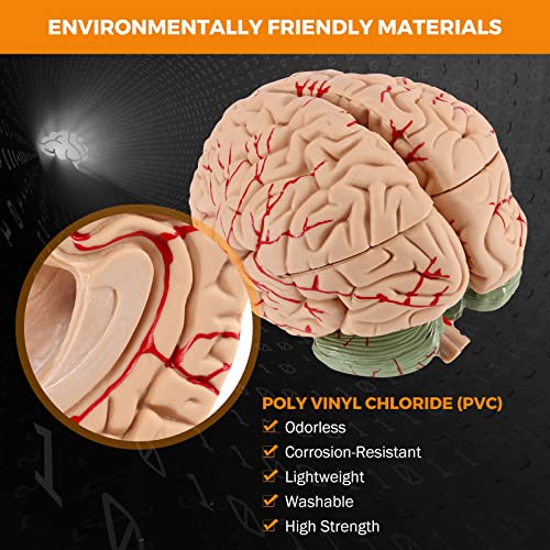 BEAMNOVA Human Brain Model for Teaching Neuroscience with Vessels Life Size Anatomy Model for Learning Science Classroom Study Display Medical Model