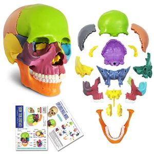 2023 new anatomy skull model 15 parts human anatomy exploded skull detachable palm-sized mini human color medical skull model,medical dental clinic teaching equipment,learning with color study manual