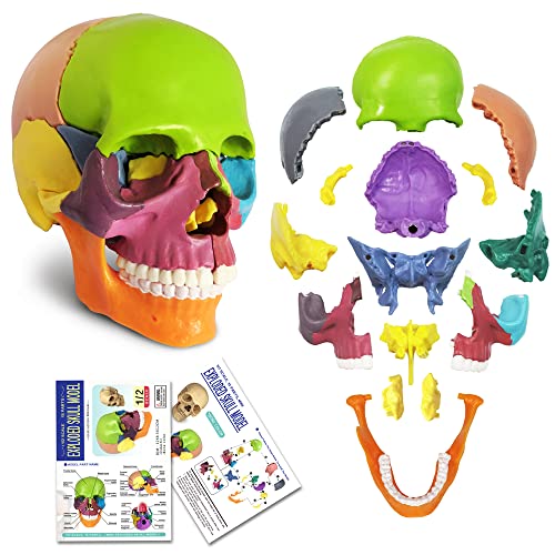 2023 New Anatomy Skull Model 15 Parts Human Anatomy Exploded Skull Detachable Palm-Sized Mini Human Color Medical Skull Model,Medical Dental Clinic Teaching Equipment,Learning with Color Study Manual