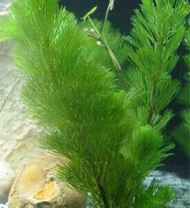 TruBlu Supply Green Cabomba Live Aquarium Plant Freshwater - Buy 2 Get 1