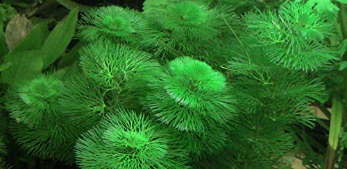 TruBlu Supply Green Cabomba Live Aquarium Plant Freshwater - Buy 2 Get 1