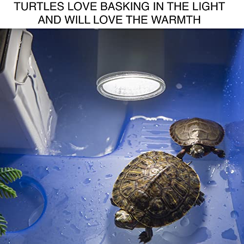 Turtle Tank for Kids & Reptile Lovers with a Turtle Lamp. Breeds Turtle up to 4 inches. Terrarium / Aquarium with Terrapin Lake, Palm Tree & Pebbles, 16 inch Small Tank - Total Turtle Tank