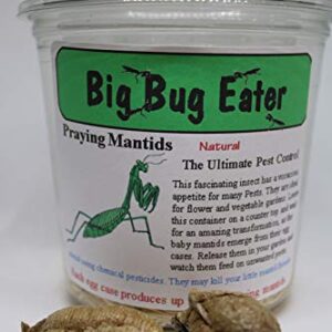 Two Extra Large Praying Mantis Ootheca Egg Cases + Clear Hatching Incubator Kit