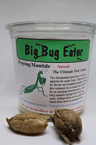 Two Extra Large Praying Mantis Ootheca Egg Cases + Clear Hatching Incubator Kit