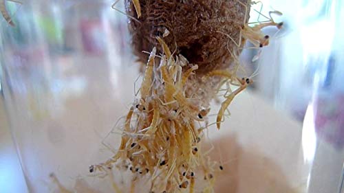 Two Extra Large Praying Mantis Ootheca Egg Cases + Clear Hatching Incubator Kit