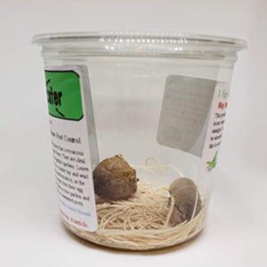 Two Extra Large Praying Mantis Ootheca Egg Cases + Clear Hatching Incubator Kit