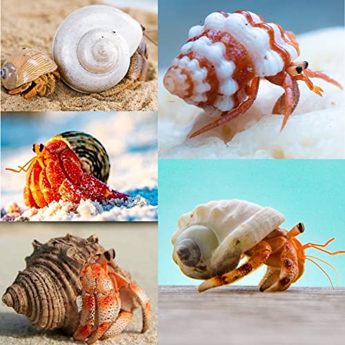 15PCS Hermit Crab Shells (5 Types) Natural Hermit Crab Shells, for Small to Large Hermit Crab Turbo Shells Hermit Crab Supplies