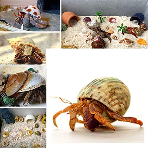 15PCS Hermit Crab Shells (5 Types) Natural Hermit Crab Shells, for Small to Large Hermit Crab Turbo Shells Hermit Crab Supplies