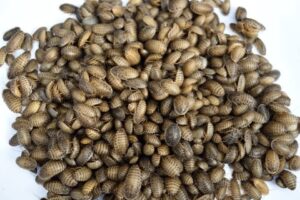 dubia roaches small 25