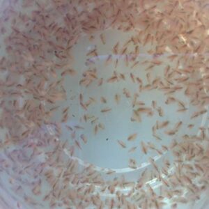 Live Daphnia Magna (Popular Water Fleas) - 1000 by Aqua L'amour