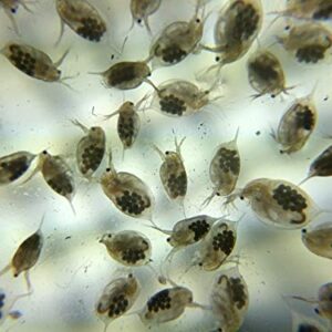 Live Daphnia Magna (Popular Water Fleas) - 1000 by Aqua L'amour