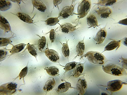 Live Daphnia Magna (Popular Water Fleas) - 1000 by Aqua L'amour