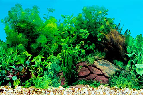 LENDAWAY New Undersea Coral, Seaweed Background Aquarium Background Decoration 25 x 15（inch）