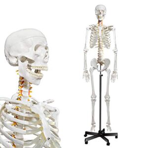 breesky human skeleton model for anatomy- life size medical human skeleton model with nervous system 70.8 in with rolling stand for medical study and display 3 posters