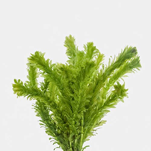 Anacharis Elodea Densa Egeria One Bunch Live Aquarium Plants