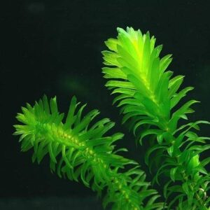 Anacharis Elodea Densa Egeria One Bunch Live Aquarium Plants